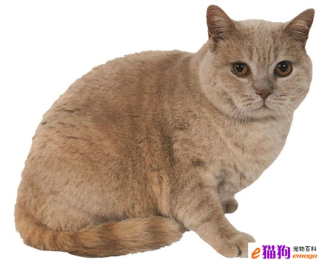 短毛猫