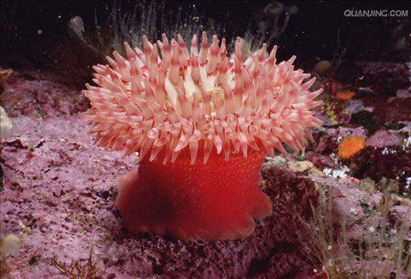 海葵