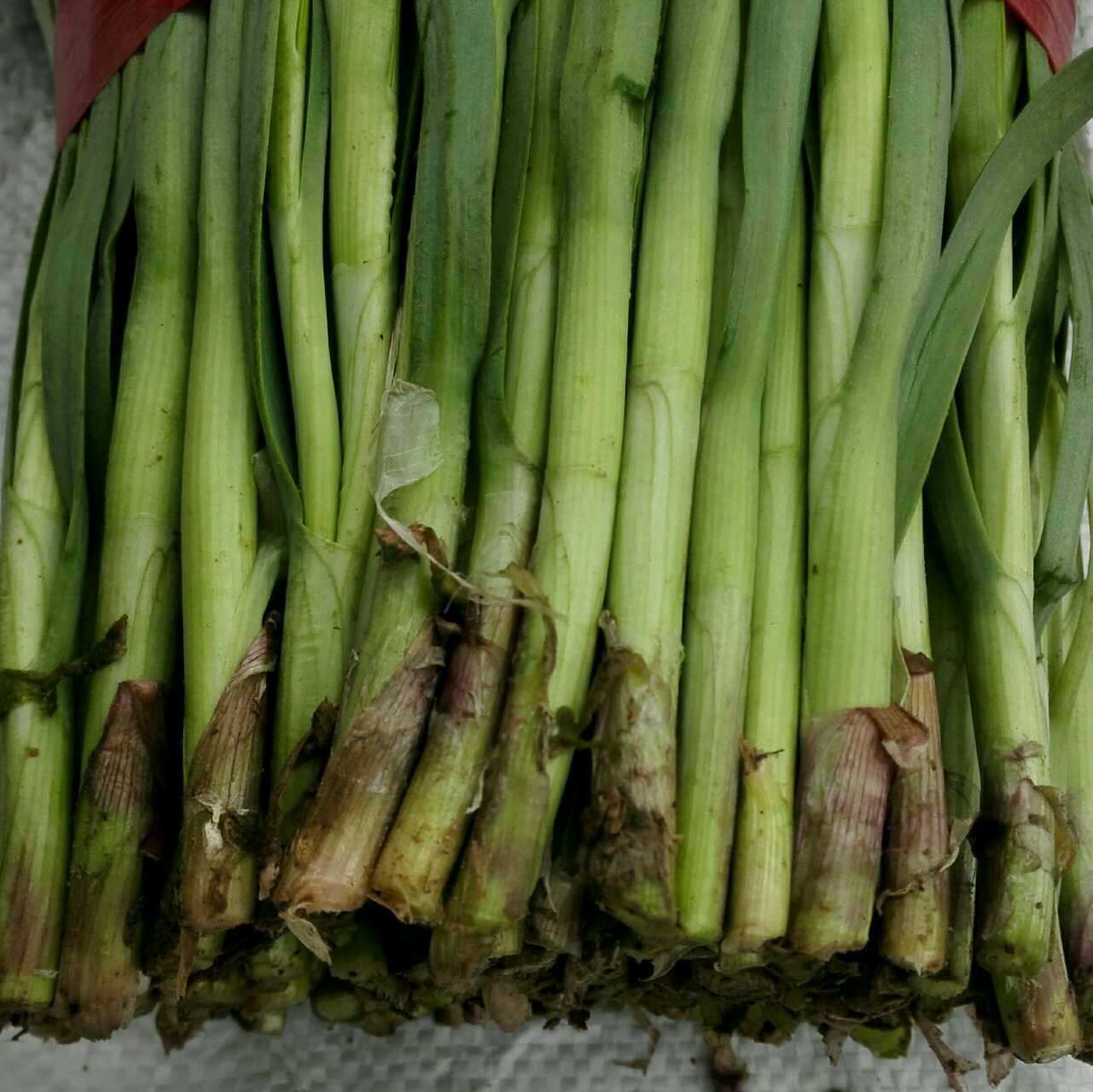 寿光独根红韭菜