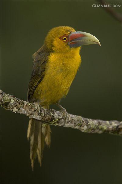  p>橘黄巨嘴鸟(学名: i>pteroglossus bailloni) /i>是一种中型 a