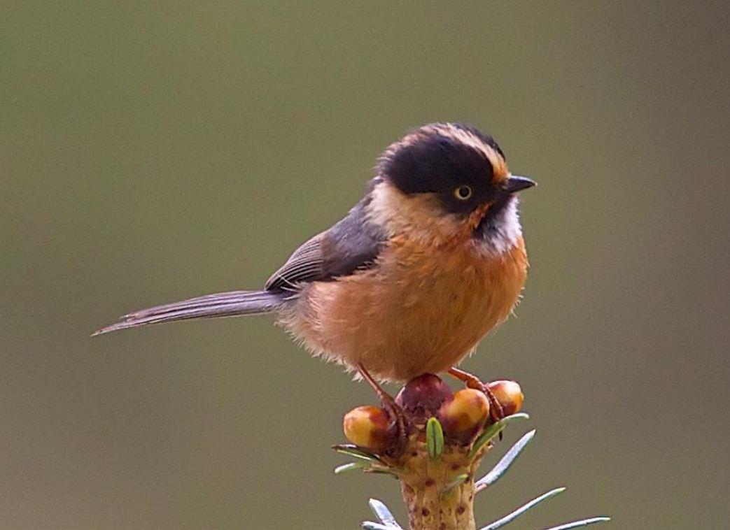  p>黑头长尾山雀(学名: i>aegithalos iouschistos /i>):是一种体型小