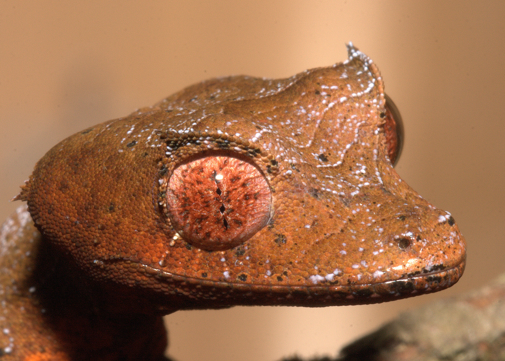 分布于澳大利亚 a href="#" data-lemmaid="13131979">梅尔维尔角 /a>