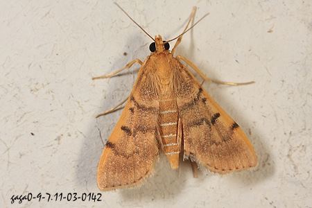  p data-id="sk50o6ea7a7c">(草螟蛾科 / 斑野螟蛾亚科)展翅22-32mm