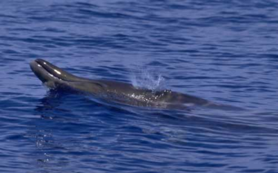  p>顾名思义, 齿鲸具有牙齿, 齿呈圆锥状, 齿数不等, 最少的仅具独齿