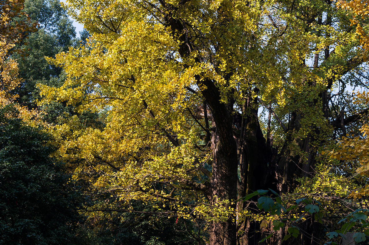  p>大银杏又名银杏,原产于陕西省西安市蓝田县华胥镇阿氏村.