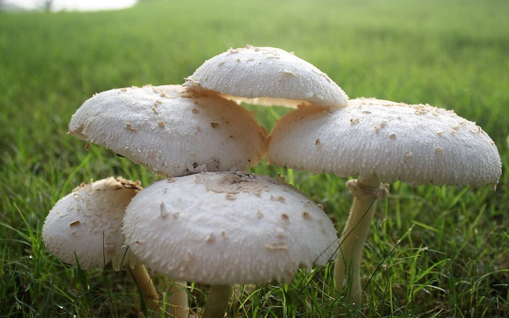  p>蒙古口蘑( i>tricholoma mongolicum /i> s.