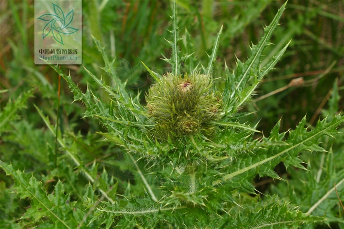  p>刺苞蓟(学名:cirsium henryi (franch.