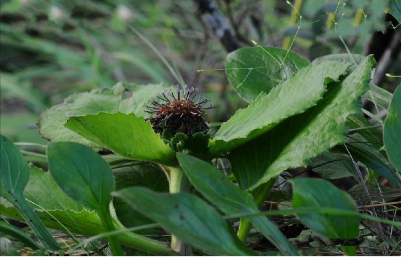 为菊科植物川木香 i>vladimiria souliei( franch.