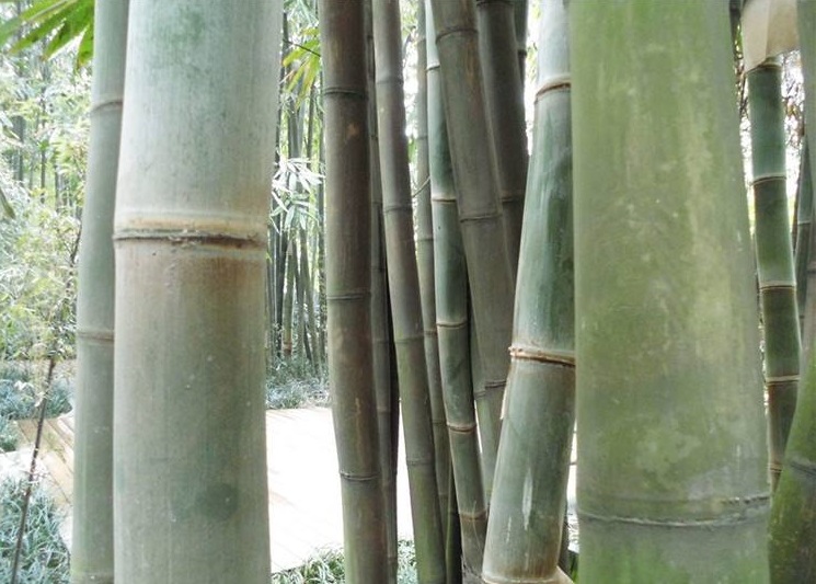 z8">白毛巨竹( i>gigantochloa albociliata /i> (munro) kurz), 别名