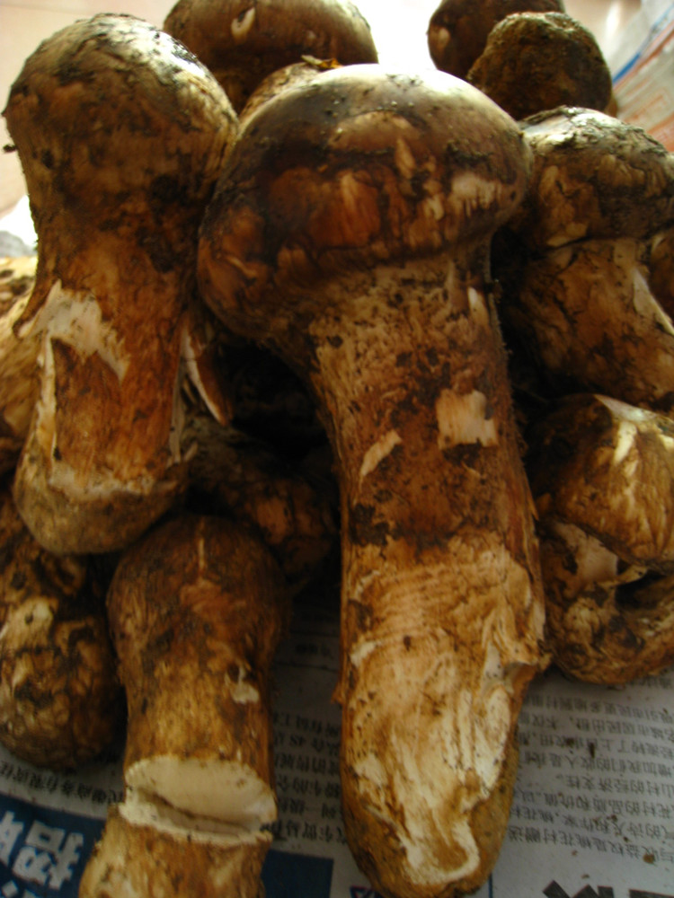  p>松茸蘑菇,学名松口蘑,又名大花菌, a target="_blank" href="/item