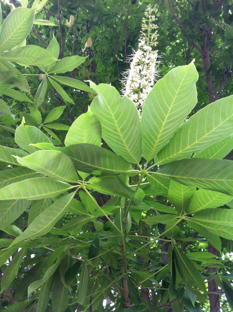 木兰纲,无患子科, a target="_blank" href="/item/七叶树属/9526430"