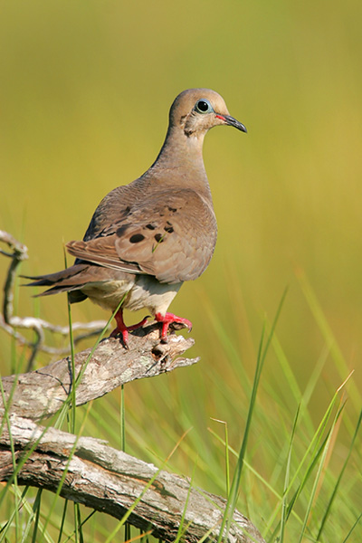  p>国鸟(national bird): a target="_blank" href="/item/鸟类">鸟类