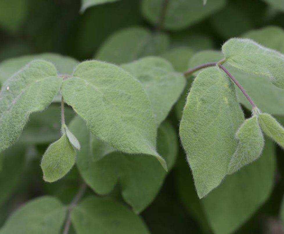  p>早花忍冬(学名: i>lonicera praeflorens  /i>batal.