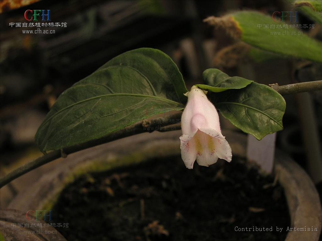  p>半蒴苣苔(学名: i>hemiboea henryi /i> clarke)是苦苣苔科,半蒴