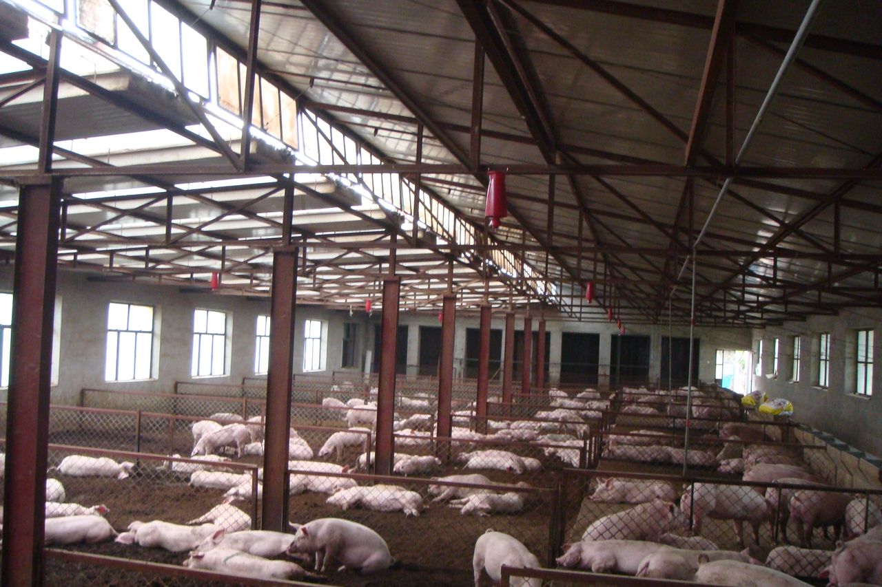 发酵床养猪法菌种