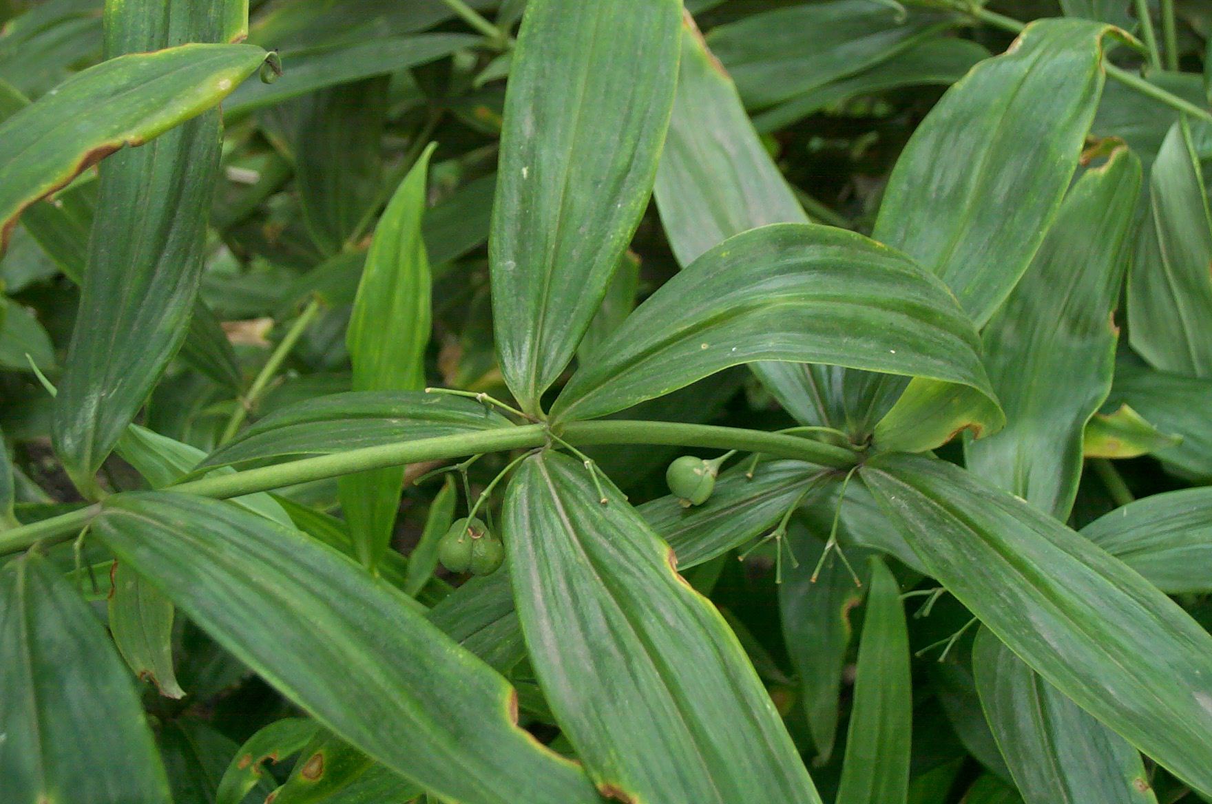 该种介于卷叶黄精和黄精之间,以其花序具