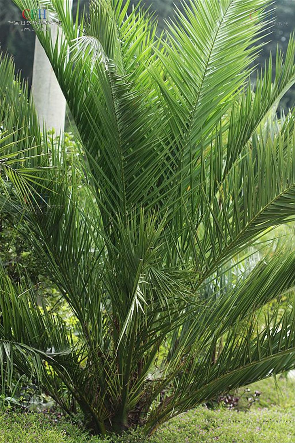  p>海枣(学名: i>phoenix dactylifera /i>  l.