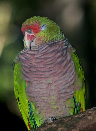  p>红胸亚马逊鹦鹉(学名:amazona vinacea)是典型的 a href="#" data