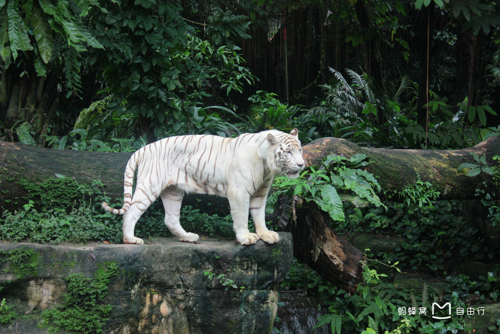  p>新加坡动物园(singapore zoo)位于 a target="_blank" href="/item