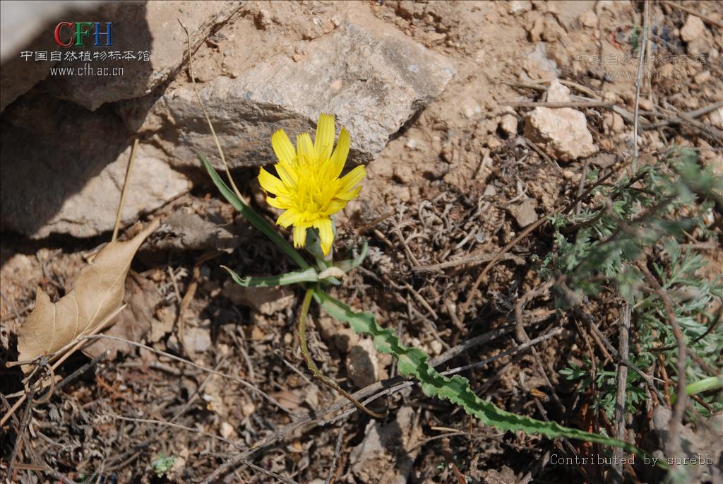  p>老虎嘴,桃叶鸦葱:多年生草本.
