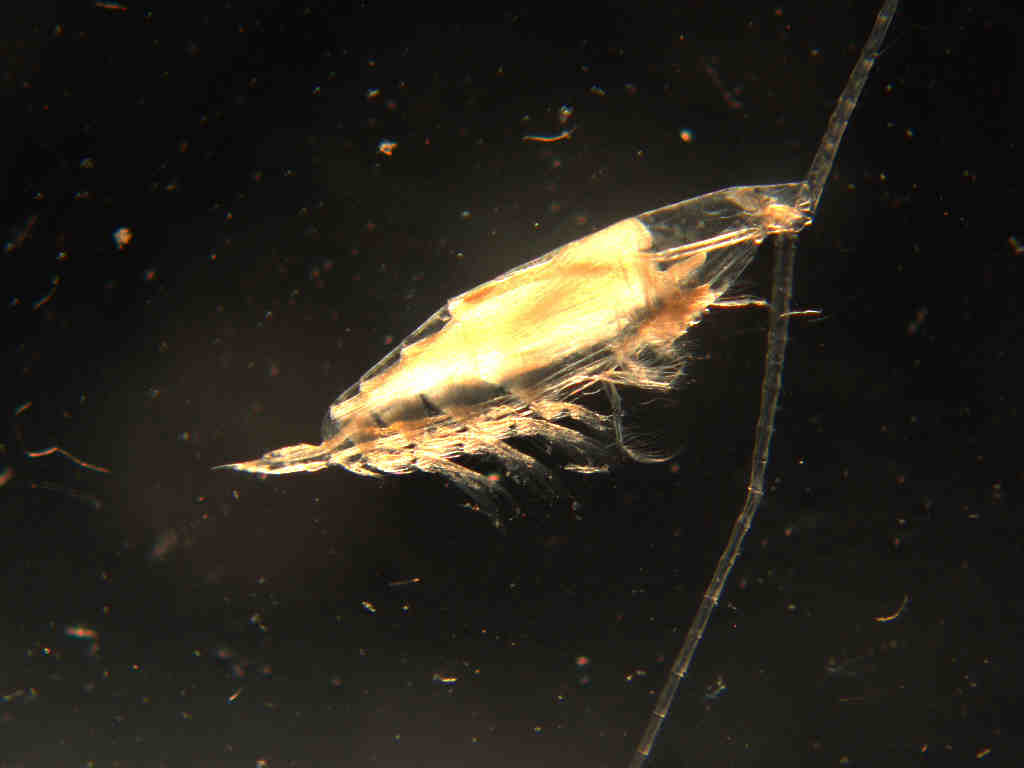 waterflea