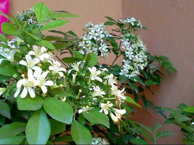  p>九里香(学名:murraya exotica),又称: a href="#" data-lemmaid="