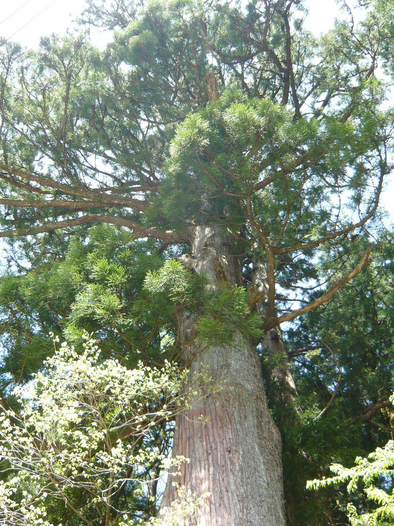  p>日本柳杉(拉丁学名: i>cryptomeria japonica  /i>(l. f.) d.
