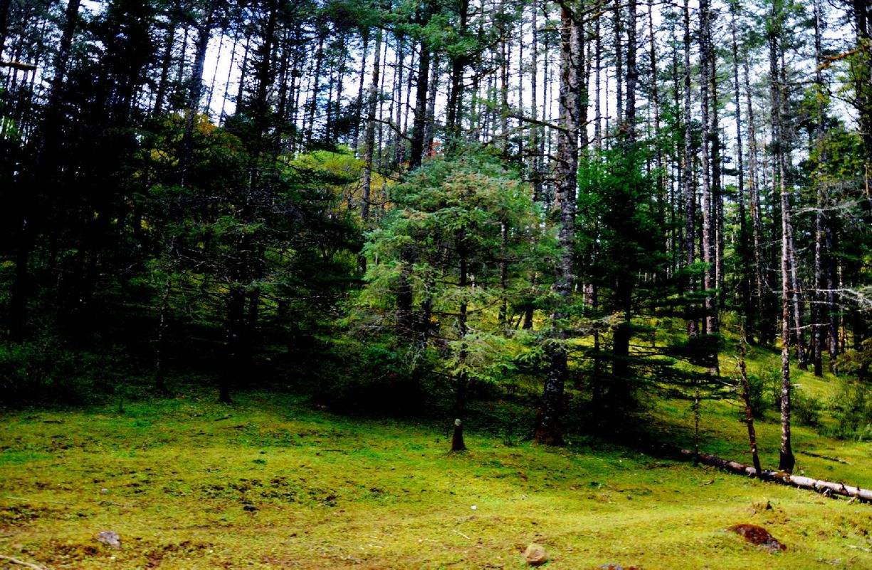  p>丽江云杉(学名: i>picea likiangensis /i> (franch.) pritz.