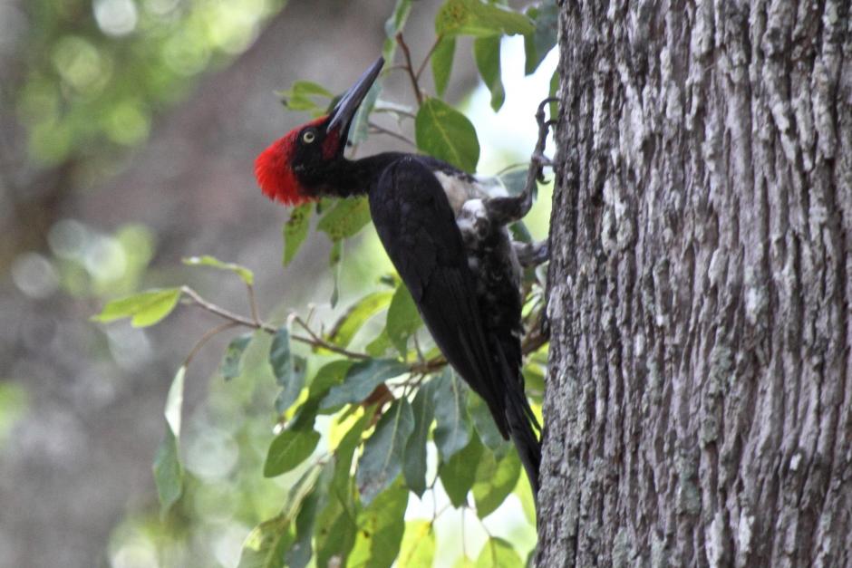 white-bellied woodpecker