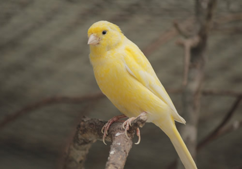  p>金丝雀又名芙蓉鸟,芙蓉,白玉,白玉鸟,玉鸟,白燕,是雀目科食谷类鸟.