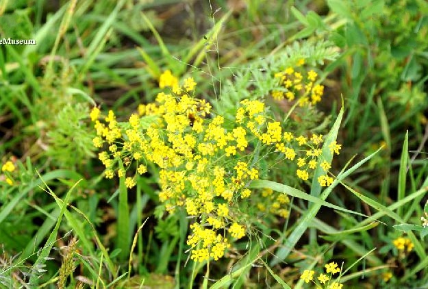  p>北柴胡(学名: i>bupleurum chinense /i> dc.