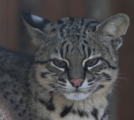  p>乔氏虎猫(学名: i>leopardus geoffroyi /i>):头体长42.2-66.