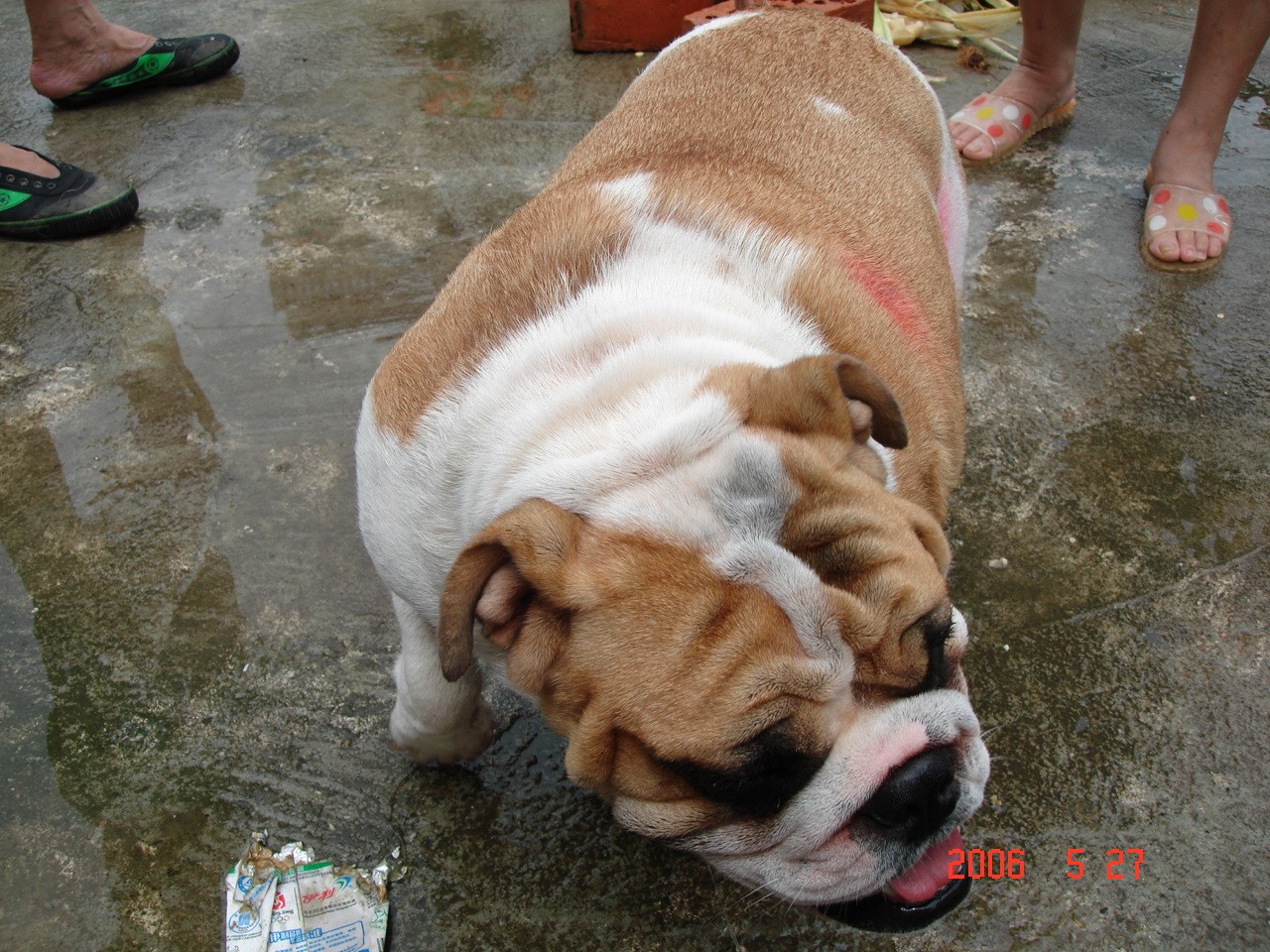 英国斗牛犬bulldog