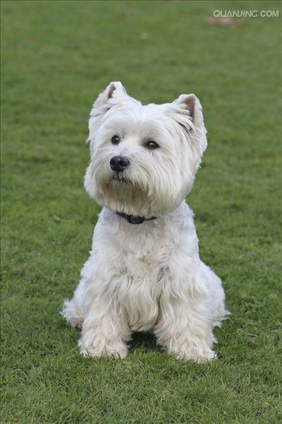  p>西高地白梗是一种小体型,爱玩的,坚定的 a href="#" data-lemmaid=