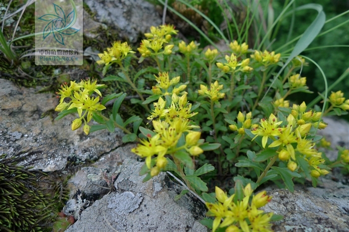  p>细叶景天,是 a target="_blank" href="/item/双子叶植物纲">双子