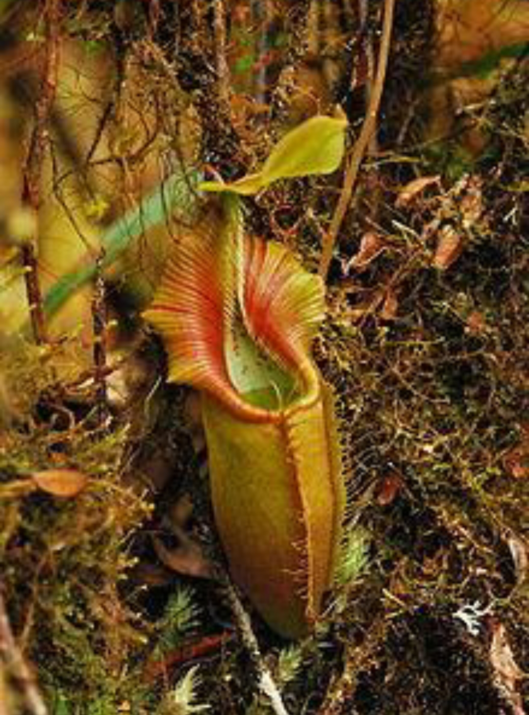  p>卵形猪笼草( a target="_blank" href="/item/学名/8074290" data