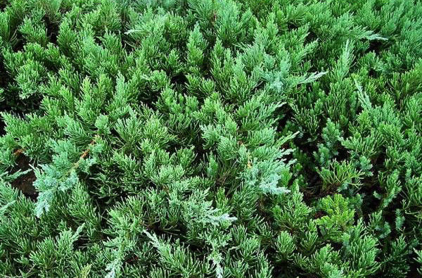  p>铺地柏(学名: i>sabina procumbens /i>  (endl.