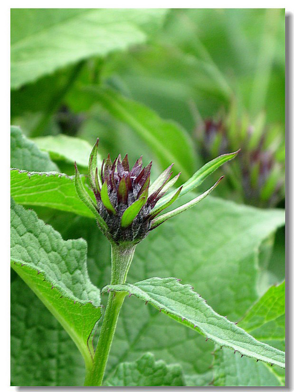  p>又名太白乌头, a target="_blank" href="/item/多年生草本