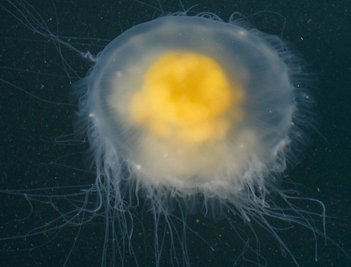  p>煎蛋水母(学名:phacellophora camtschatica)是钵水母纲的海洋生物