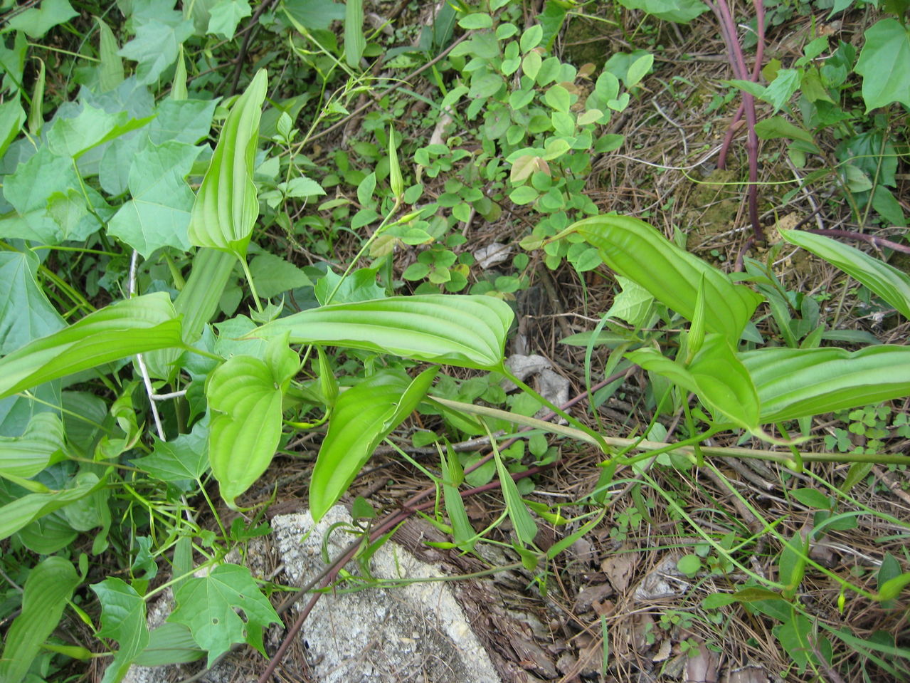  p>百部科, a href="#" data-lemmaid="7286744">单子叶植物 /a>,3属