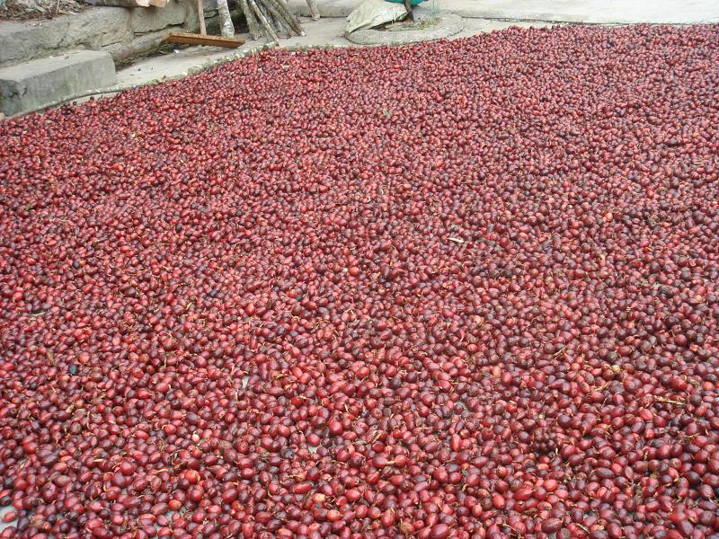 amomum hongtsaoko c. f. liang et d. fang