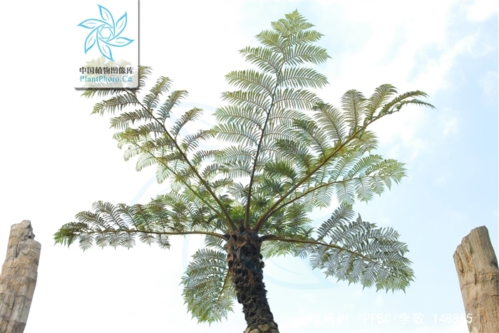  p>笔筒树(学名: i>sphaeropteris lepifera  /i>(hook.) r. m.