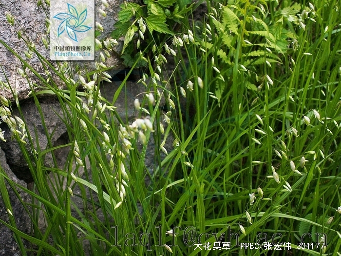  p>大花臭草(学名:melica komarovii luczn),多年生,须根细长.