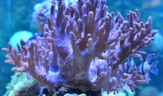  p>珊瑚虫纲(actinozoa),也称"花虫纲".刺胞动物门的一纲.