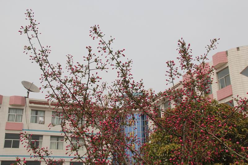 赣榆赣马高级中学