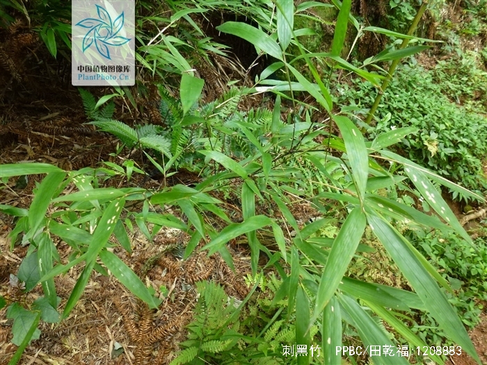  p>刺黑竹(学名: i>chimonobambusa neopurpurea /i> yi )是禾本科,寒