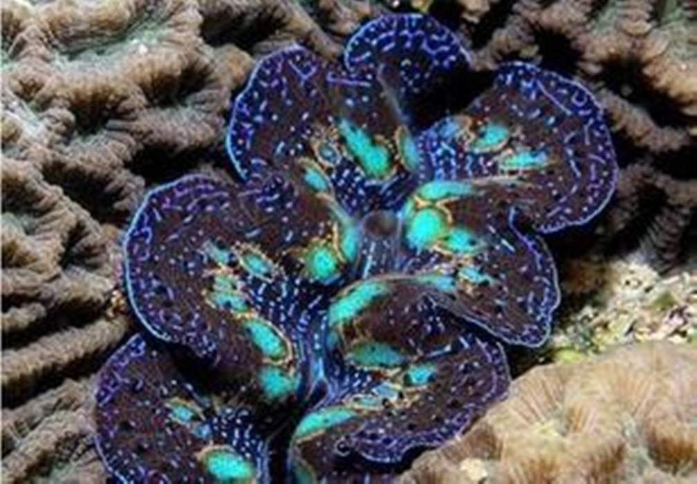  p>僵尸蠕虫是一种群体寄生海底生物,进食时会产生震荡当食物吃光时会