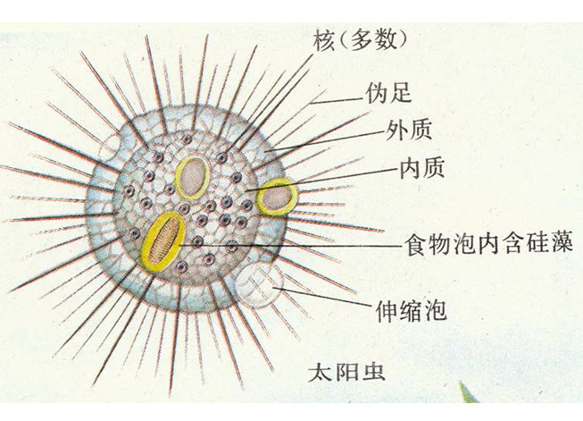 运动器,伪足细长,在其中有由微管组成的轴丝(axial filament)如太阳虫