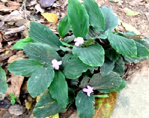  p>紫花山柰(学名: i>kaempferia elegans /i> (wall.) bak.