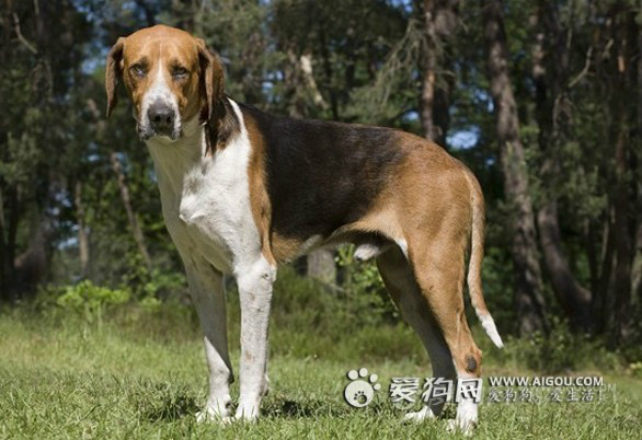  p>属于大型群猎犬,红黄黑三色.